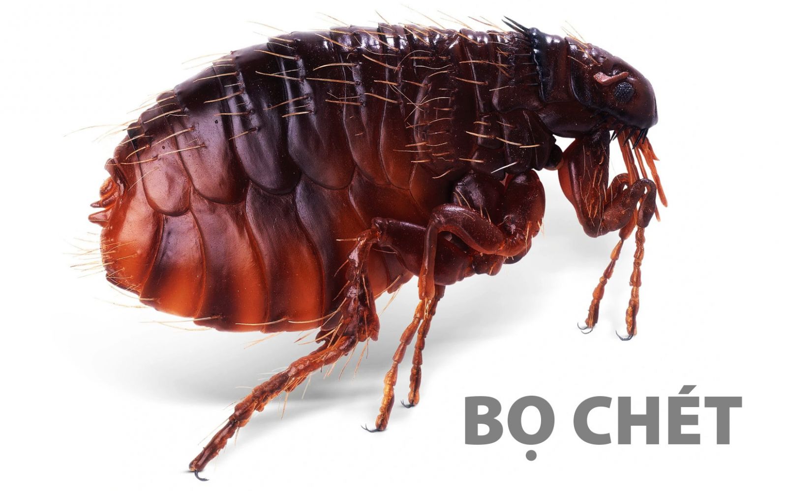 Diệt côn trùng Hải Phòng